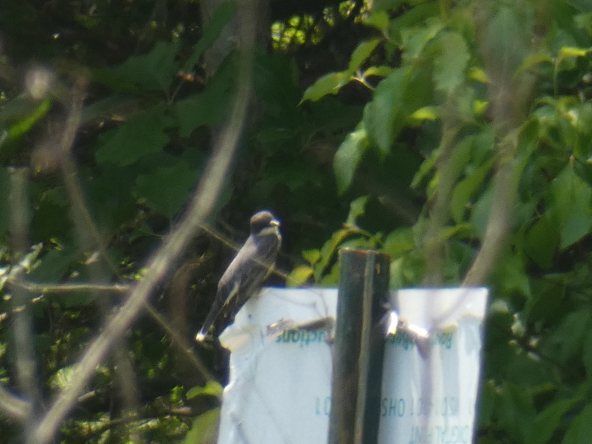 Eastern Kingbird - ML344037531