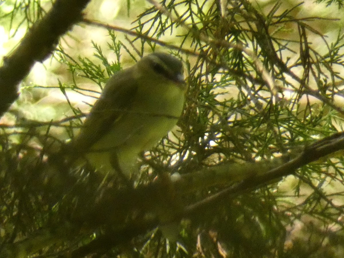Red-eyed Vireo - ML344037561