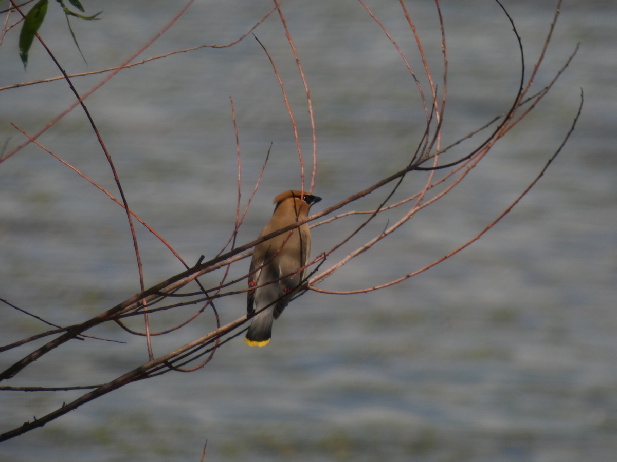 Cedar Waxwing - ML344037621