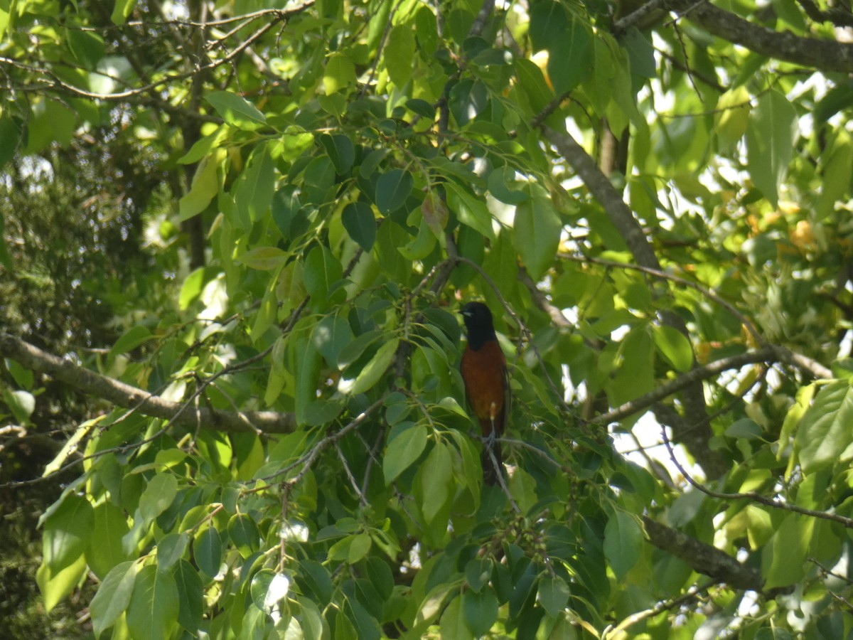 Orchard Oriole - ML344037671
