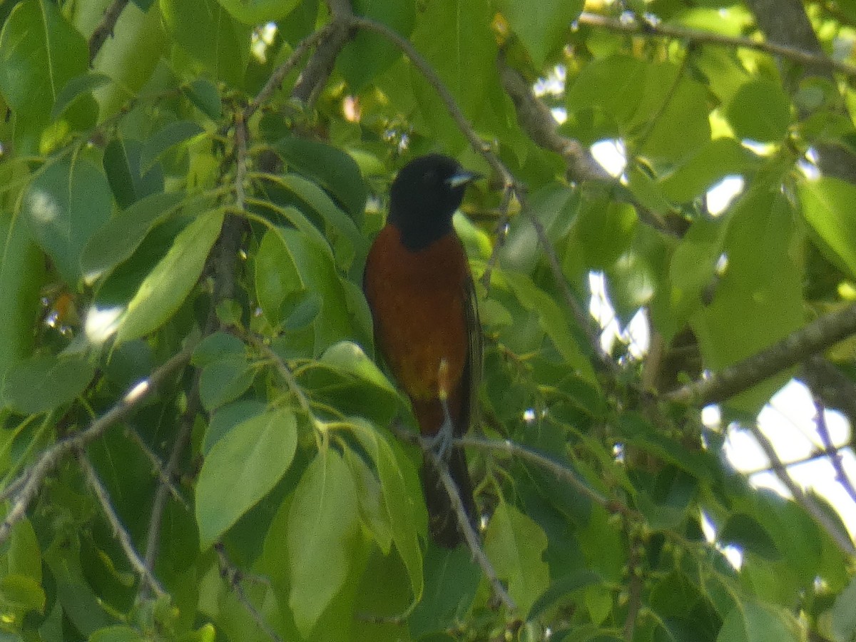 Orchard Oriole - ML344037681