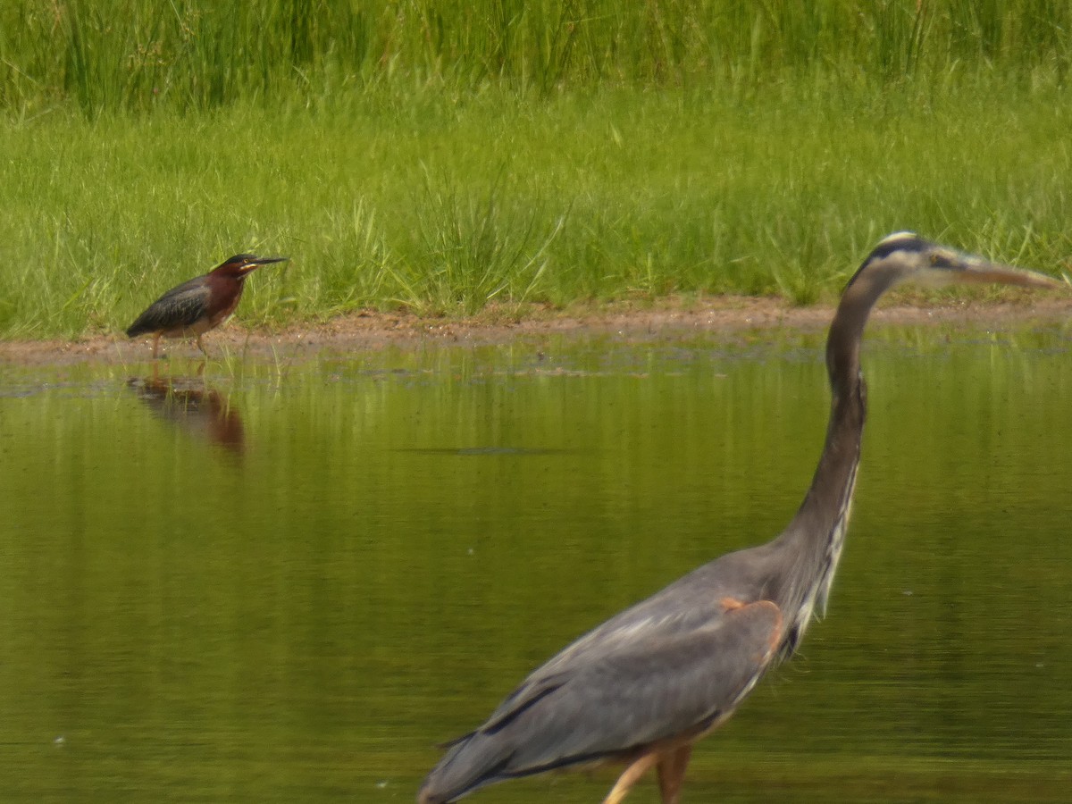 Great Blue Heron - ML344037901