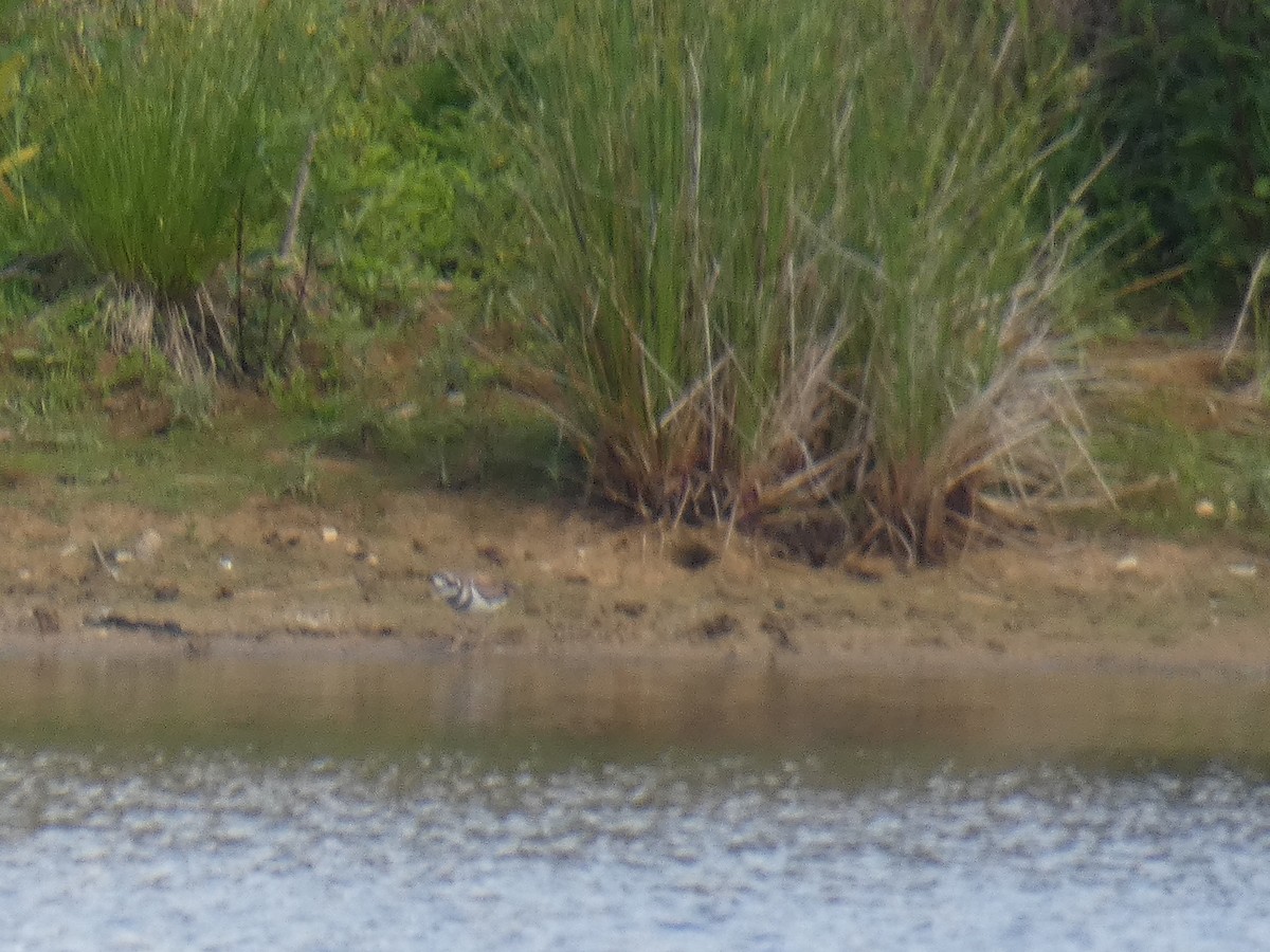 Killdeer - ML344038391