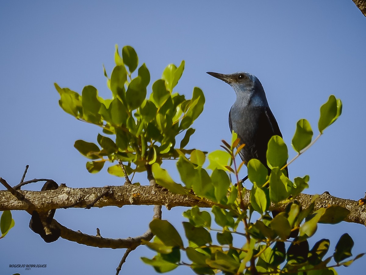 Blue Rock-Thrush - ML344038991