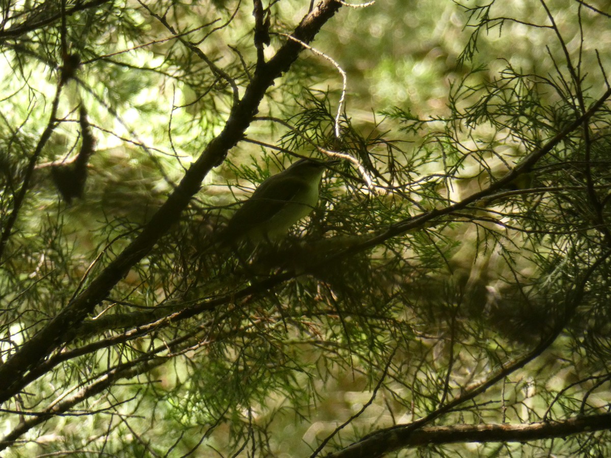 Red-eyed Vireo - ML344039041