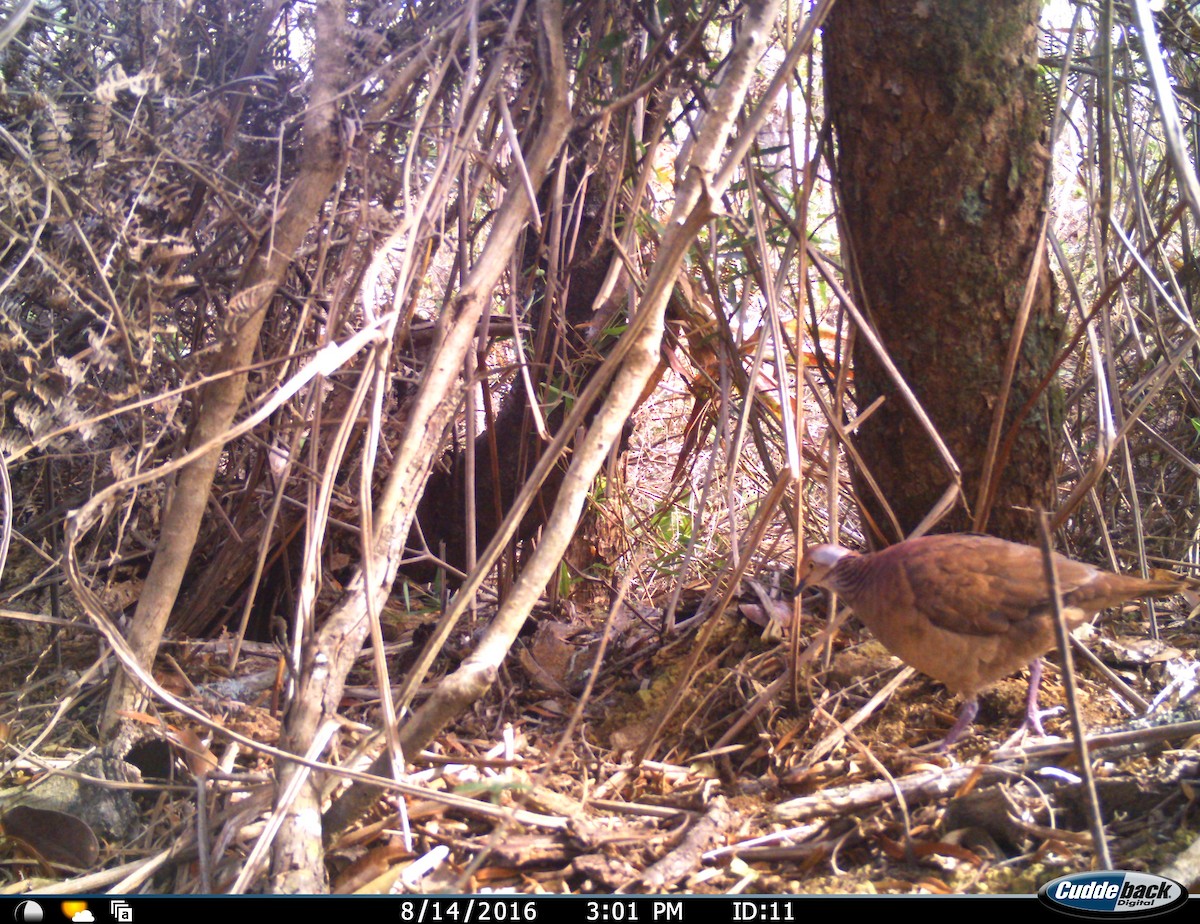 Lined Quail-Dove - ML34403921