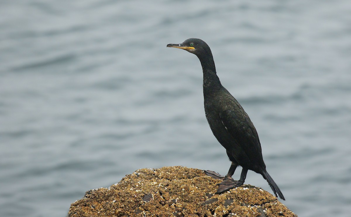 Cormorán Moñudo (Atlántico) - ML34403961