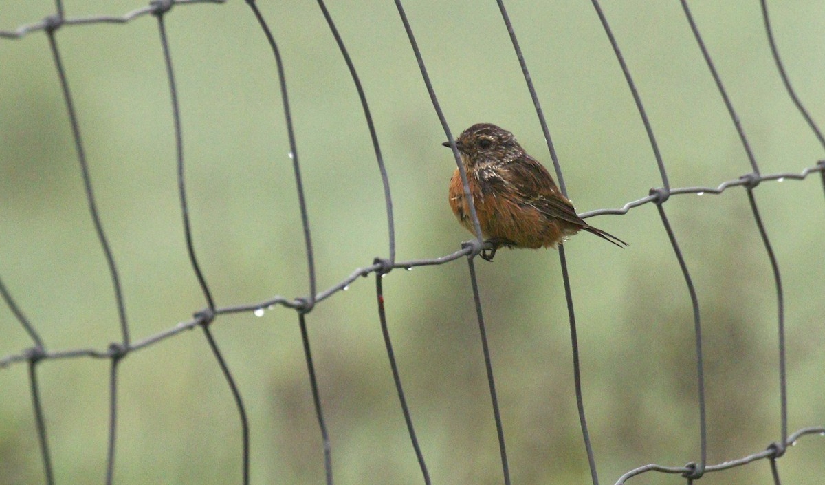 European Stonechat - ML34403981