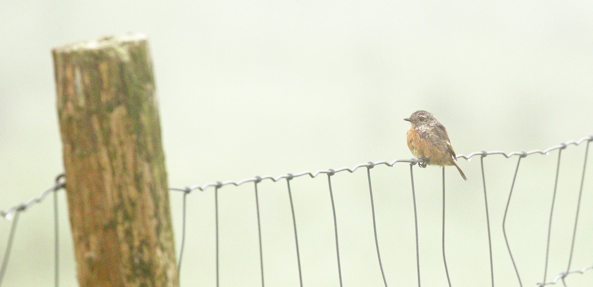 European Stonechat - ML34403991