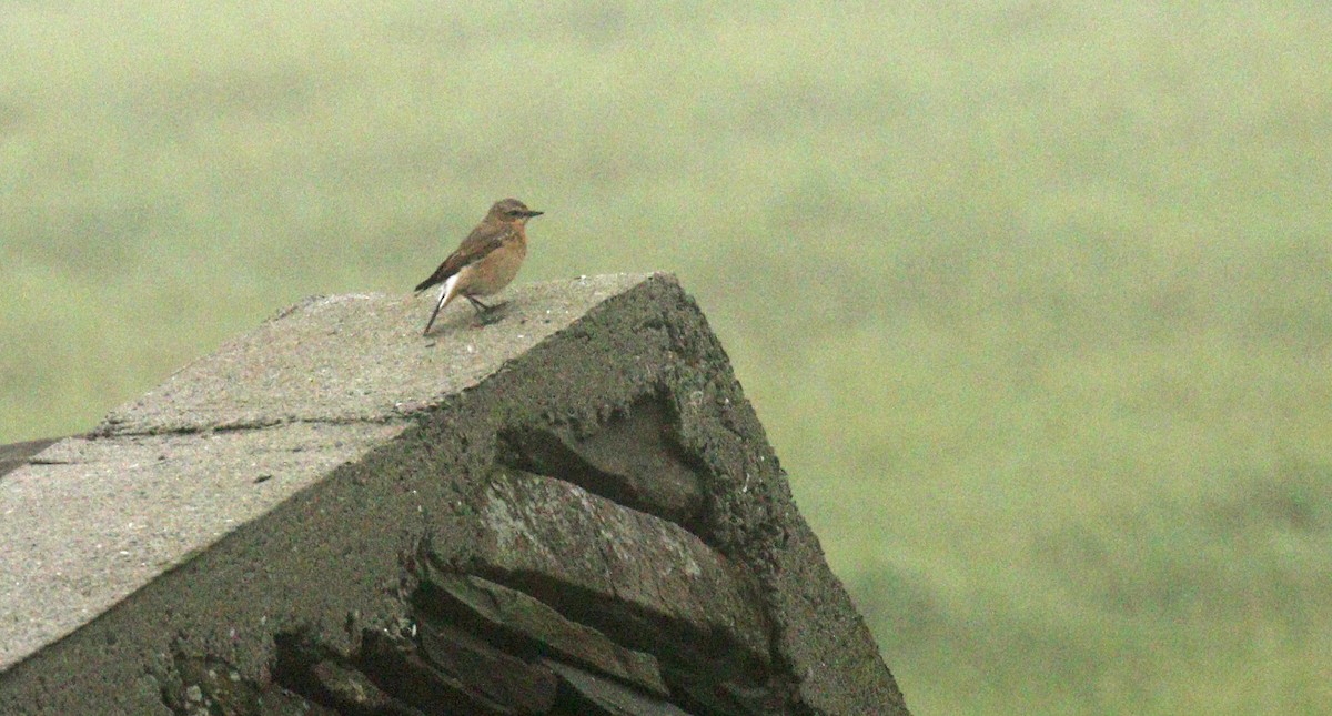 Northern Wheatear (Eurasian) - ML34404011