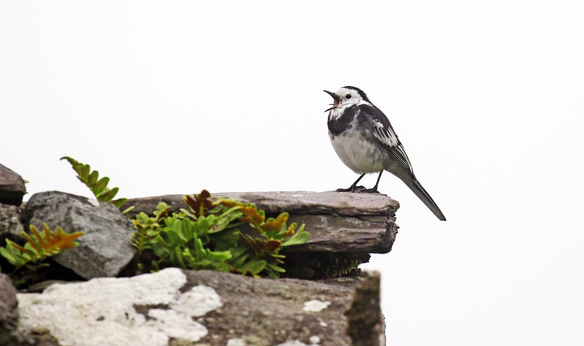 White Wagtail (British) - Ryan Schain