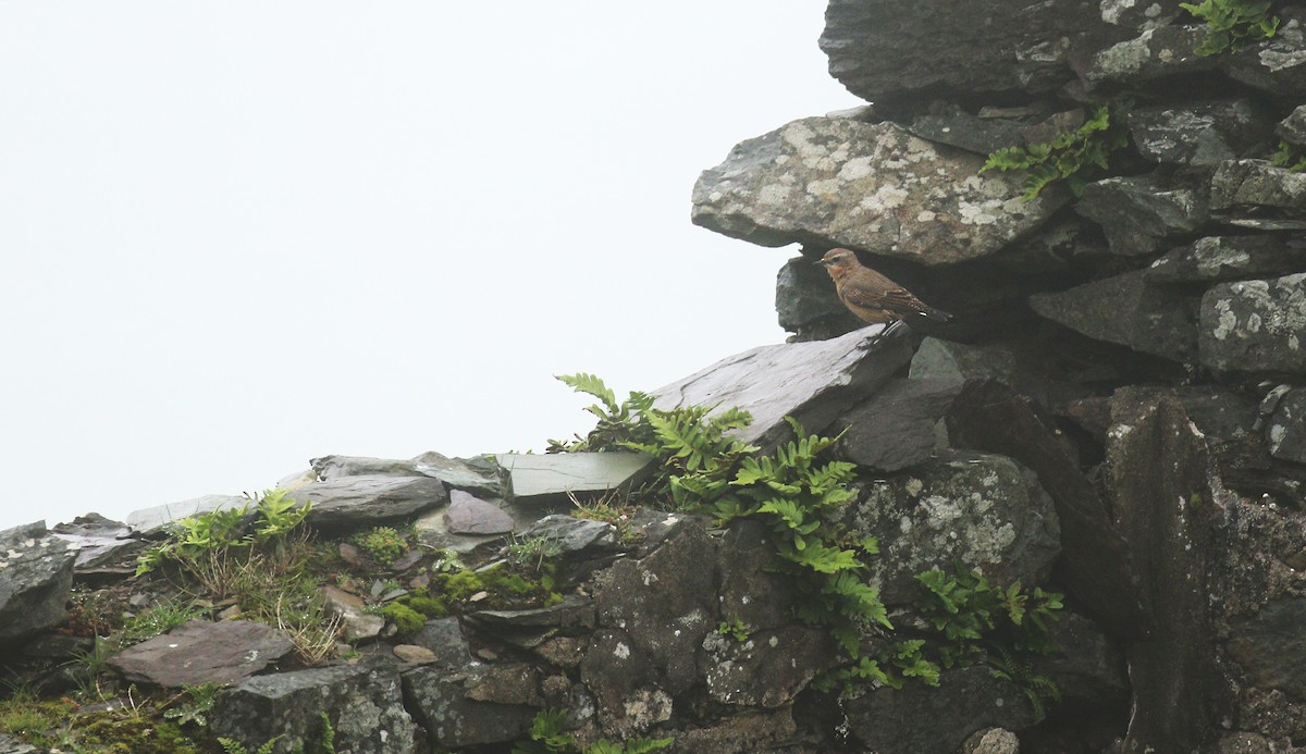 Northern Wheatear (Eurasian) - ML34404091