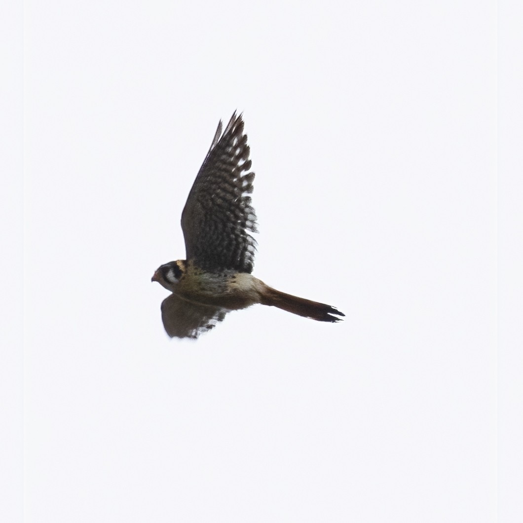 American Kestrel - ML344041031