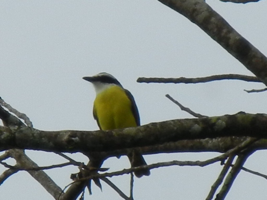 Great Kiskadee - ML344043441