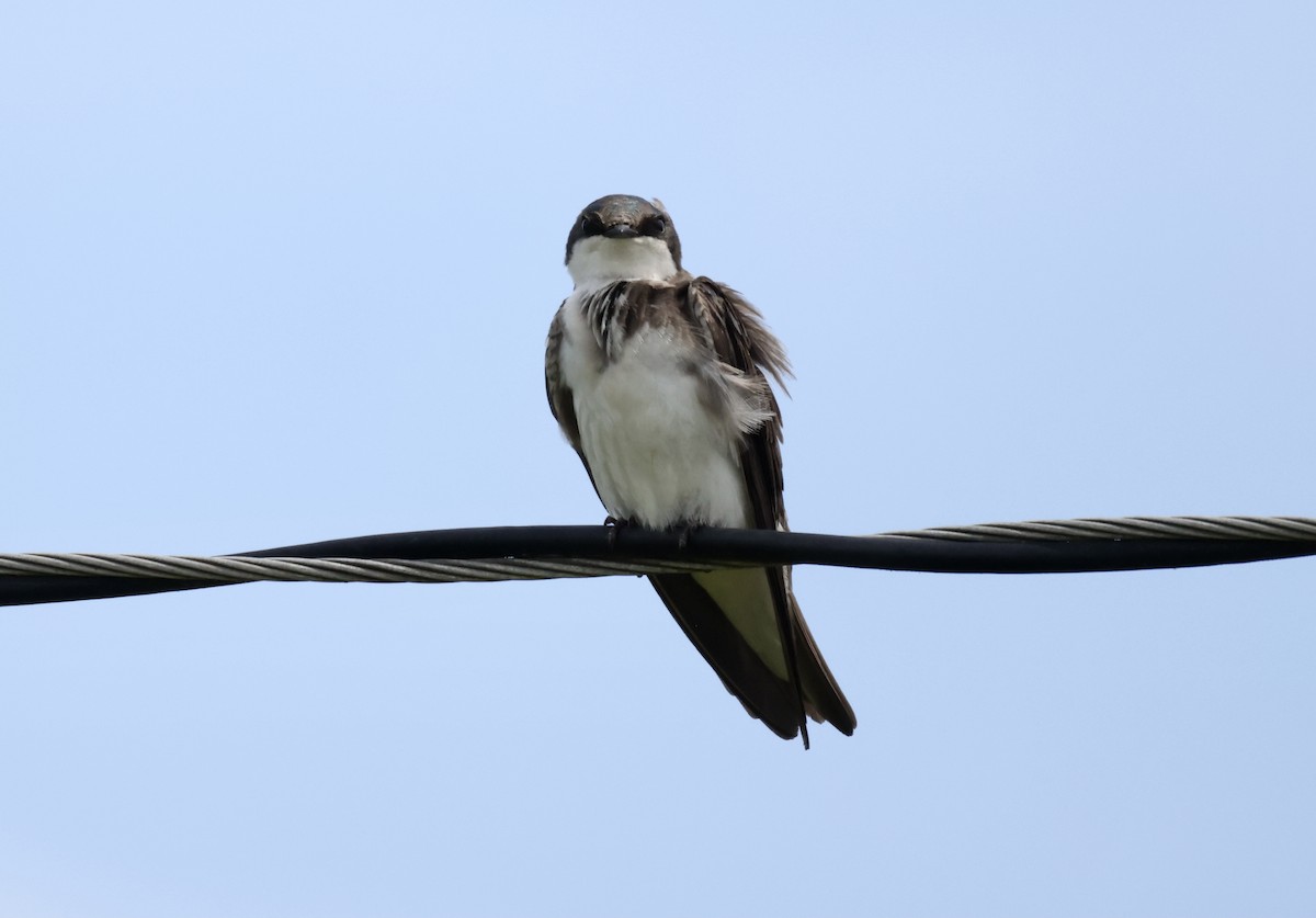 Tree Swallow - ML344044241