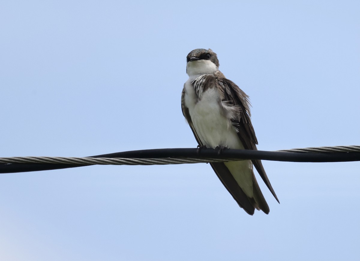 Tree Swallow - ML344044301