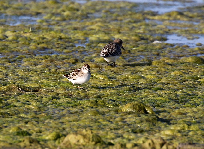 Least Sandpiper - ML34404501