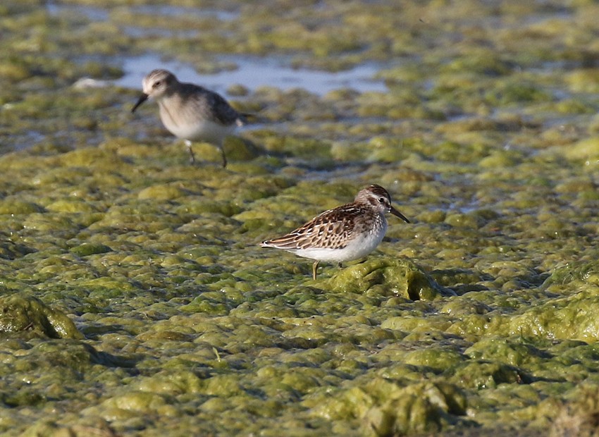 Least Sandpiper - ML34404511