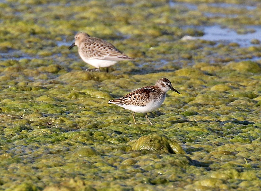 Least Sandpiper - ML34404521