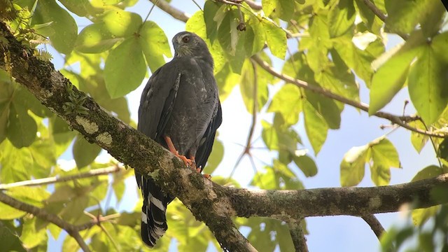 Crane Hawk - ML344045271