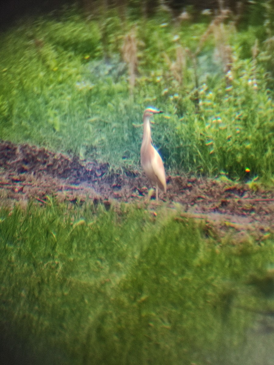 Squacco Heron - ML344046171