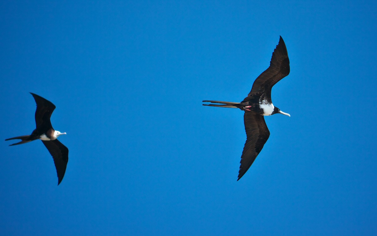 Magnificent Frigatebird - ML34404701