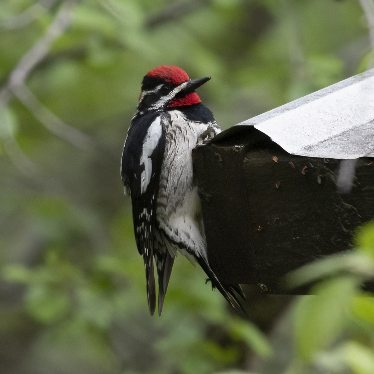 Red-naped Sapsucker - ML344048261