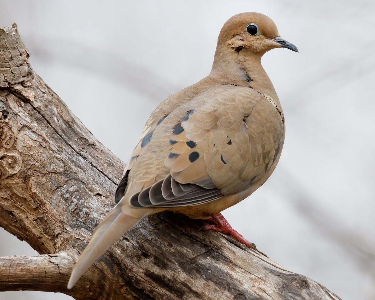 Mourning Dove - Jeff Stacey