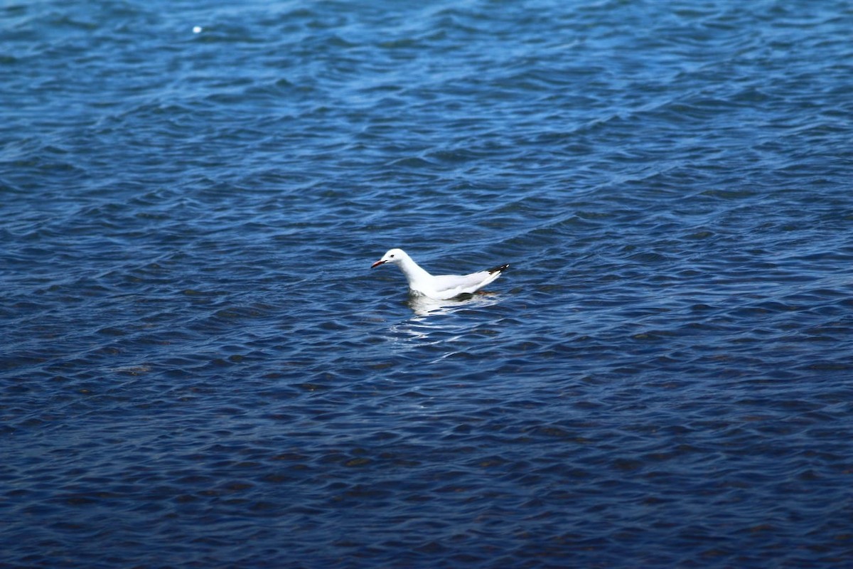 Slender-billed Gull - ML344054501