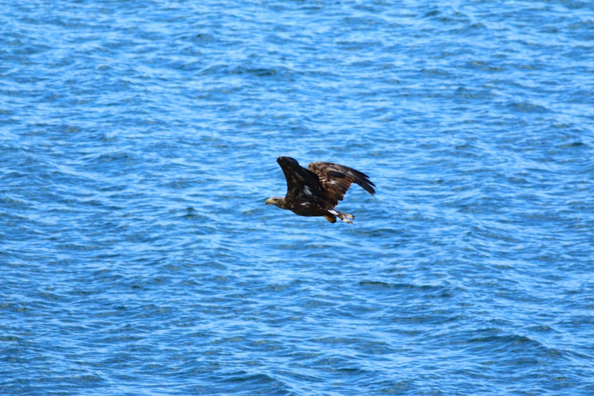 White-tailed Eagle - ML344054551