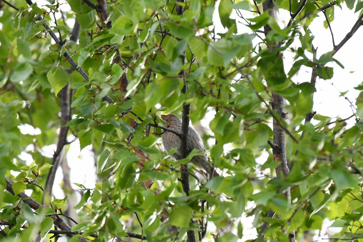 House Finch - ML344055211