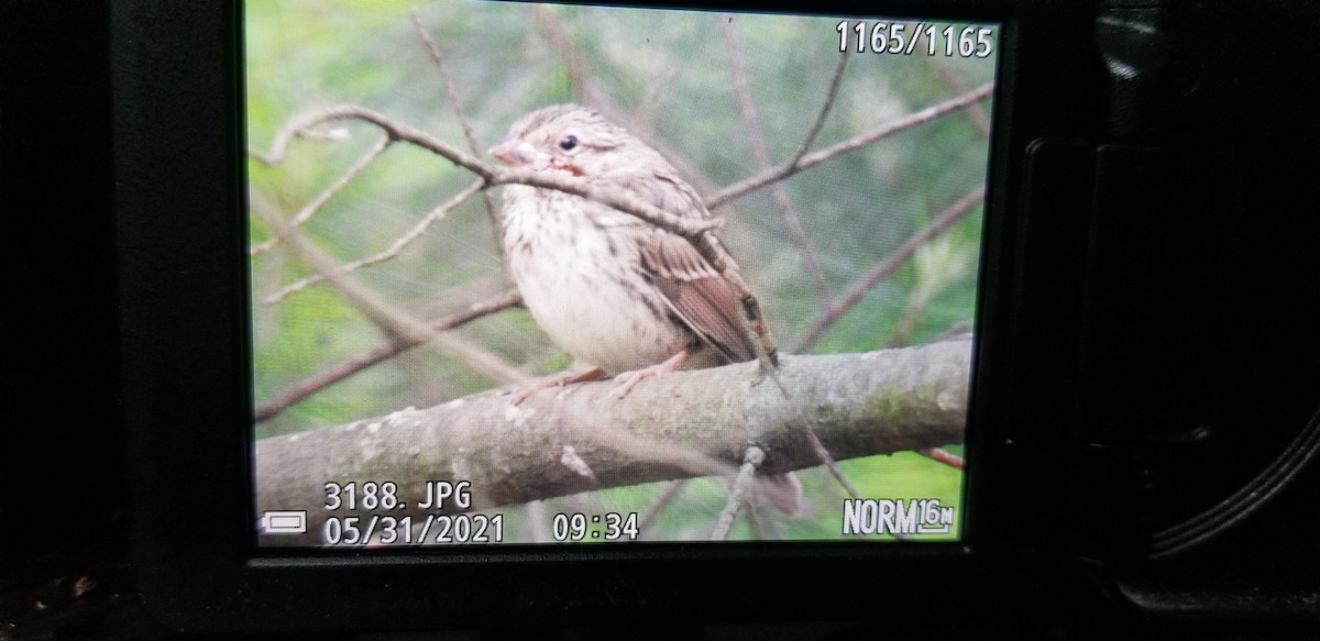 Savannah Sparrow - ML344055401