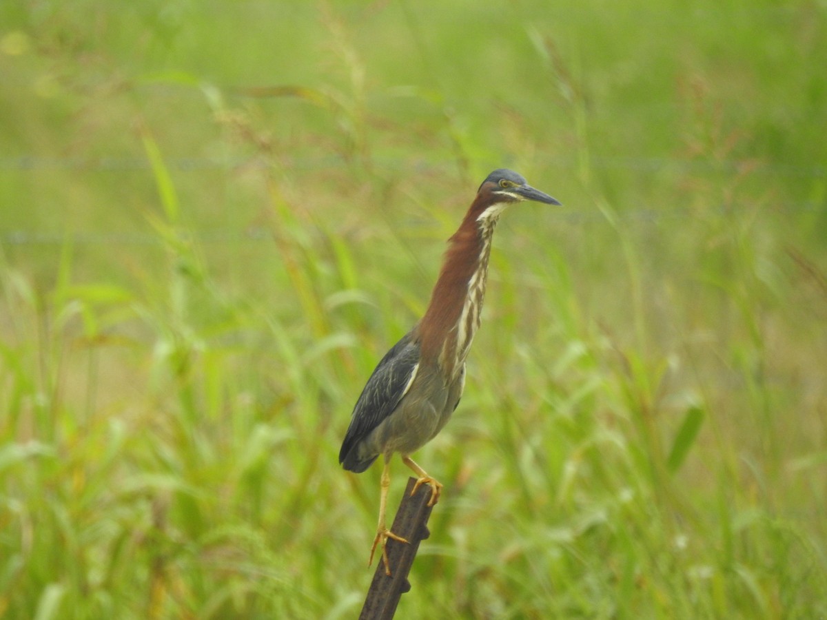 Green Heron - ML344058371