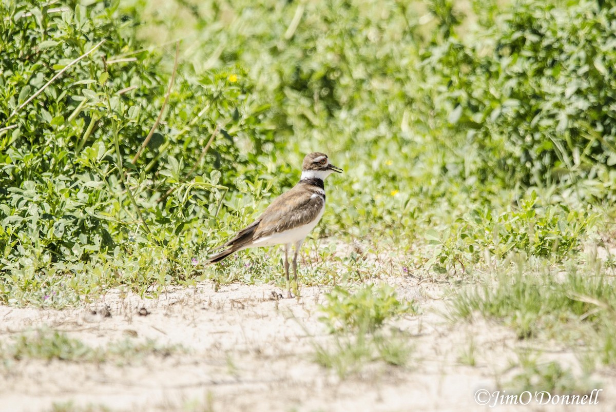 Killdeer - ML344058891