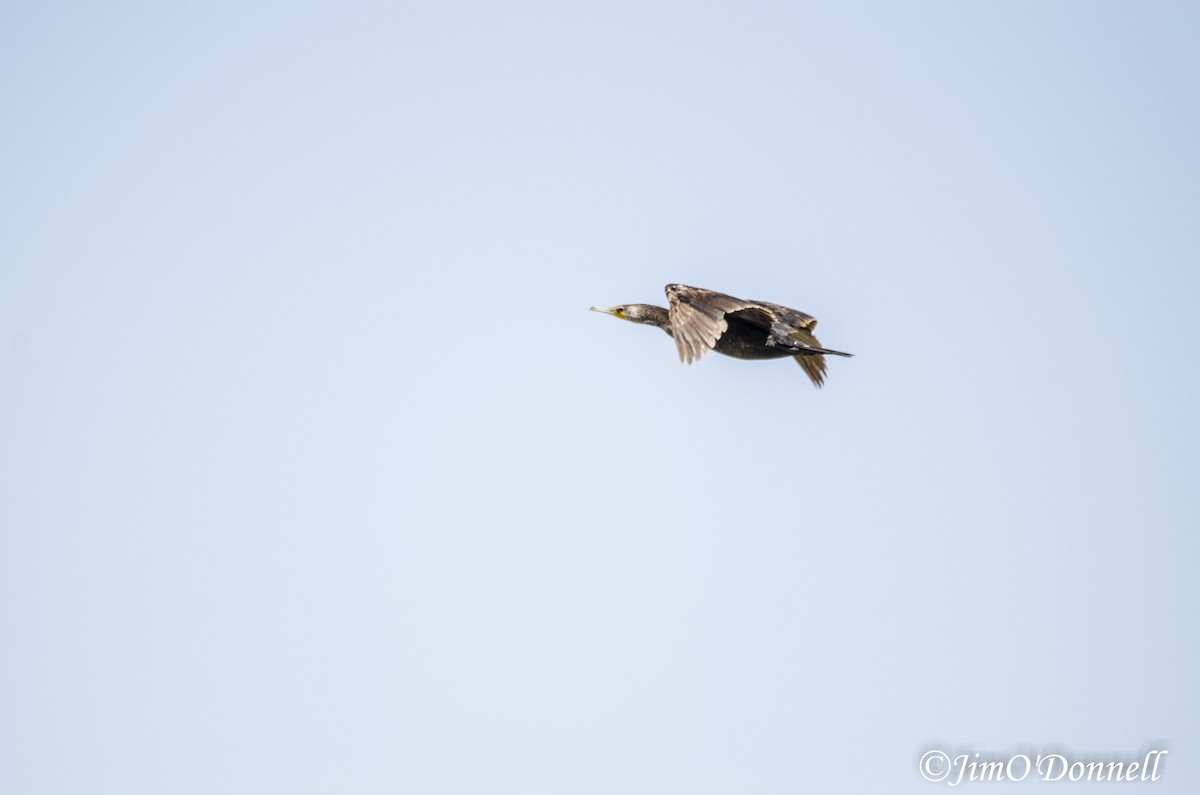 Double-crested Cormorant - Jim O'Donnell