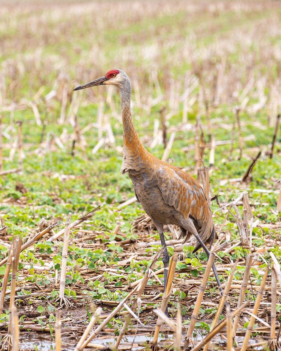 Sandhill Crane - ML344060001