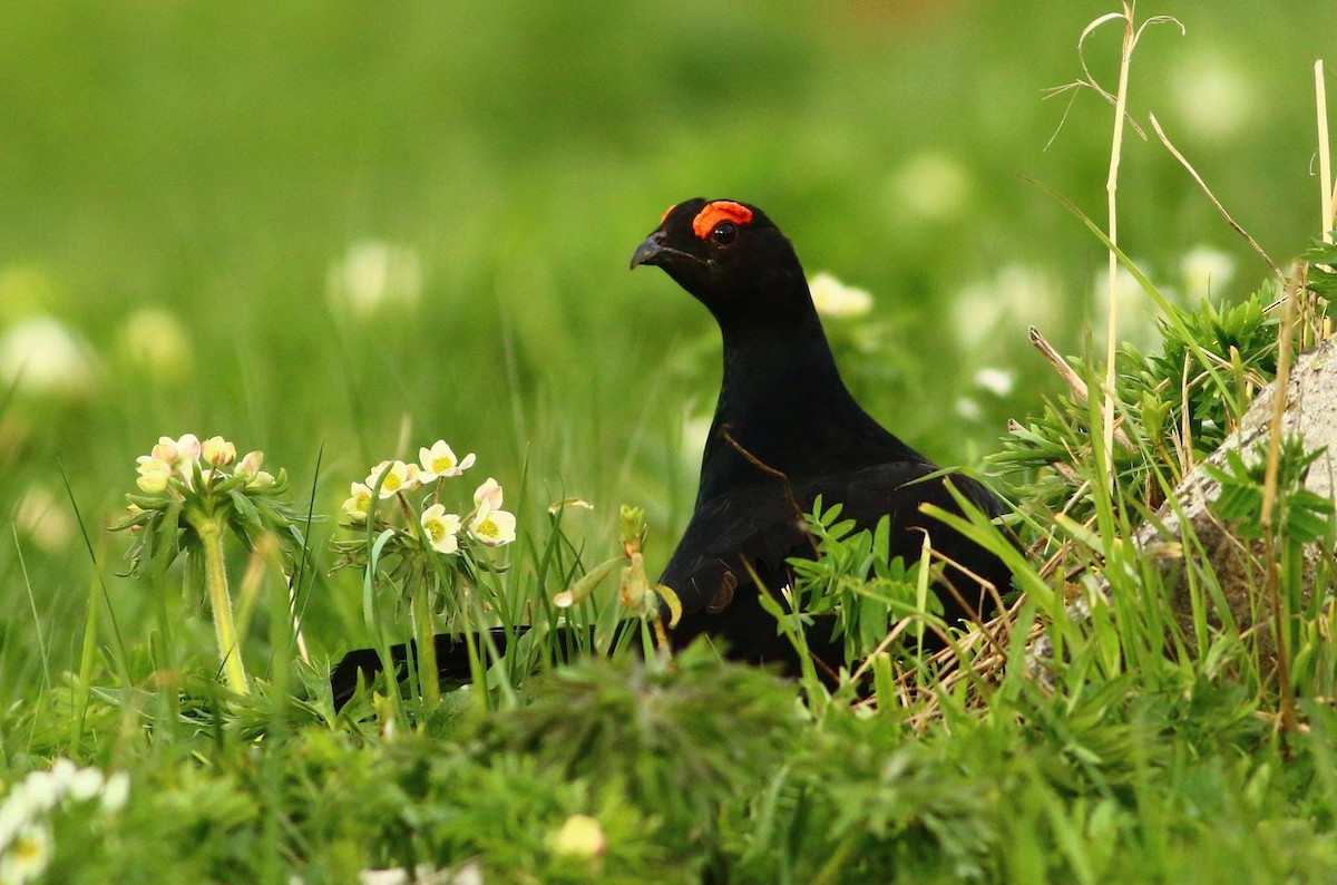Caucasian Grouse - ML344061221