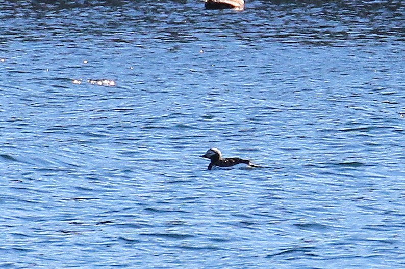 Long-tailed Duck - ML344061611