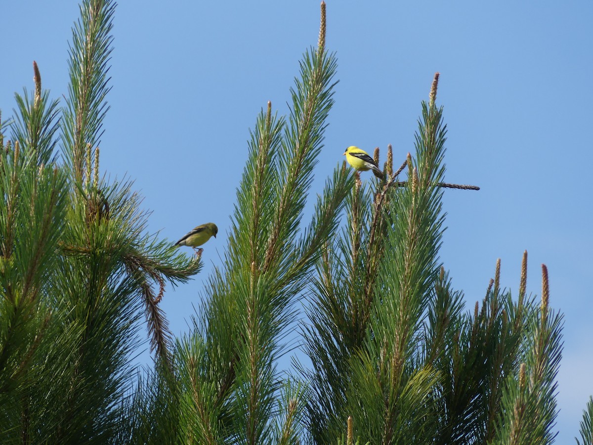 American Goldfinch - ML344062161