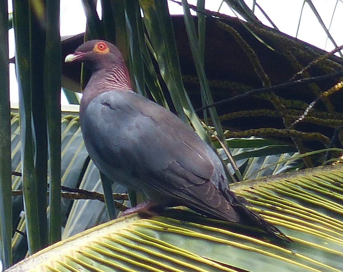 Pigeon à cou rouge - ML34406231