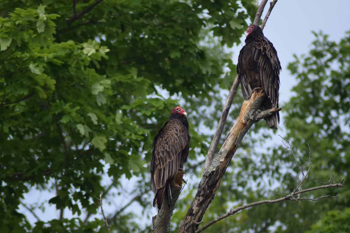 Turkey Vulture - ML344063891