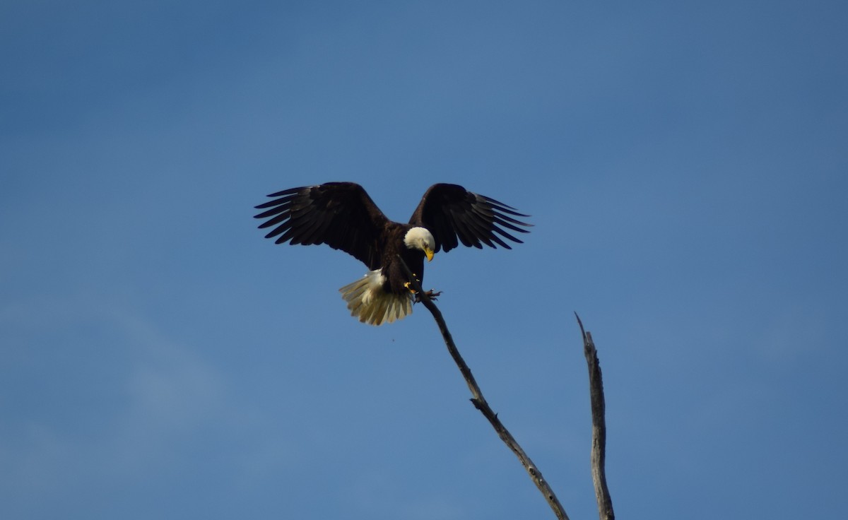 Bald Eagle - ML344064191