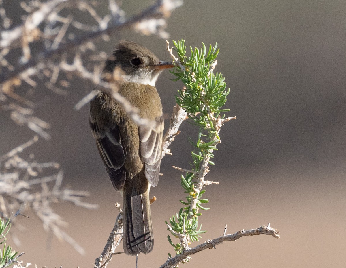 Willow Flycatcher - ML344064351