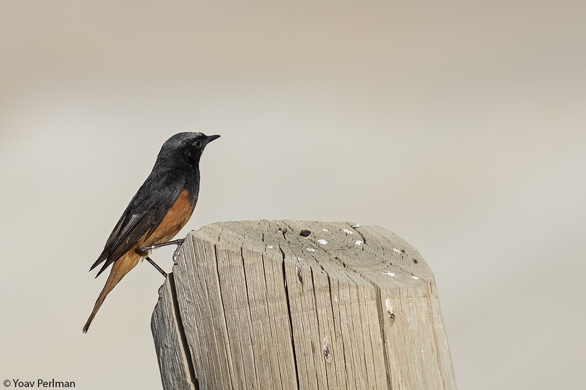 Black Redstart (Eastern) - ML344065101