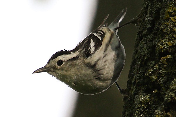 Black-and-white Warbler - ML34406511