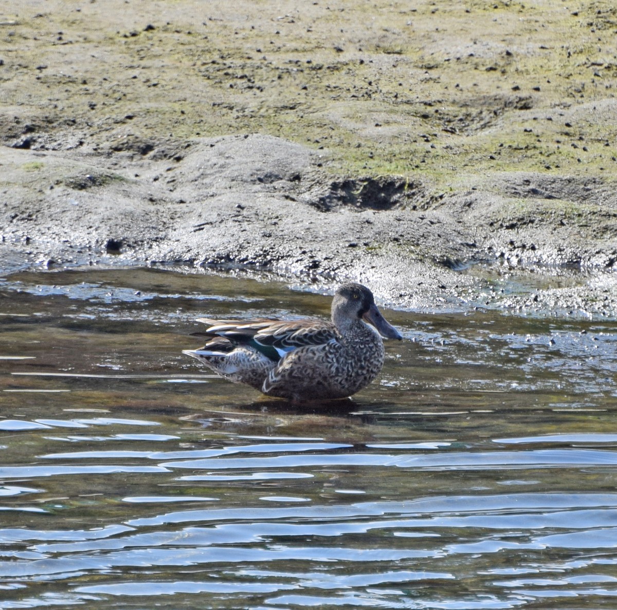 Canard souchet - ML34406551