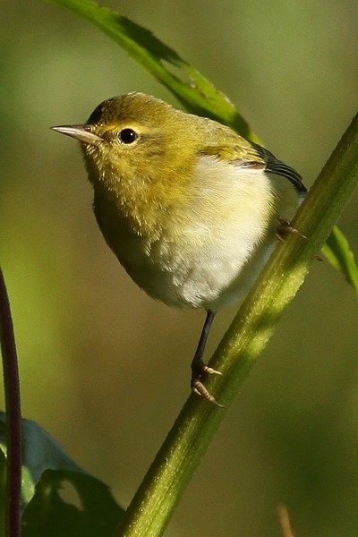 Tennessee Warbler - ML34406581