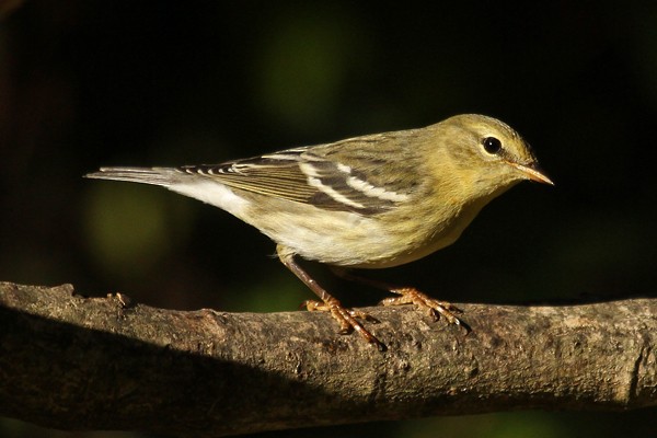 Blackpoll Warbler - ML34406781