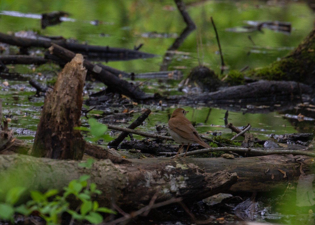 Veery - ML344068701