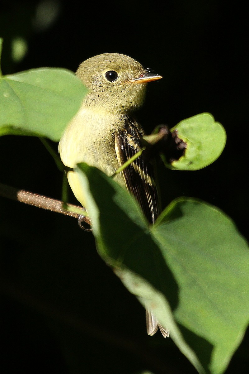 Yellow-bellied Flycatcher - ML34406921